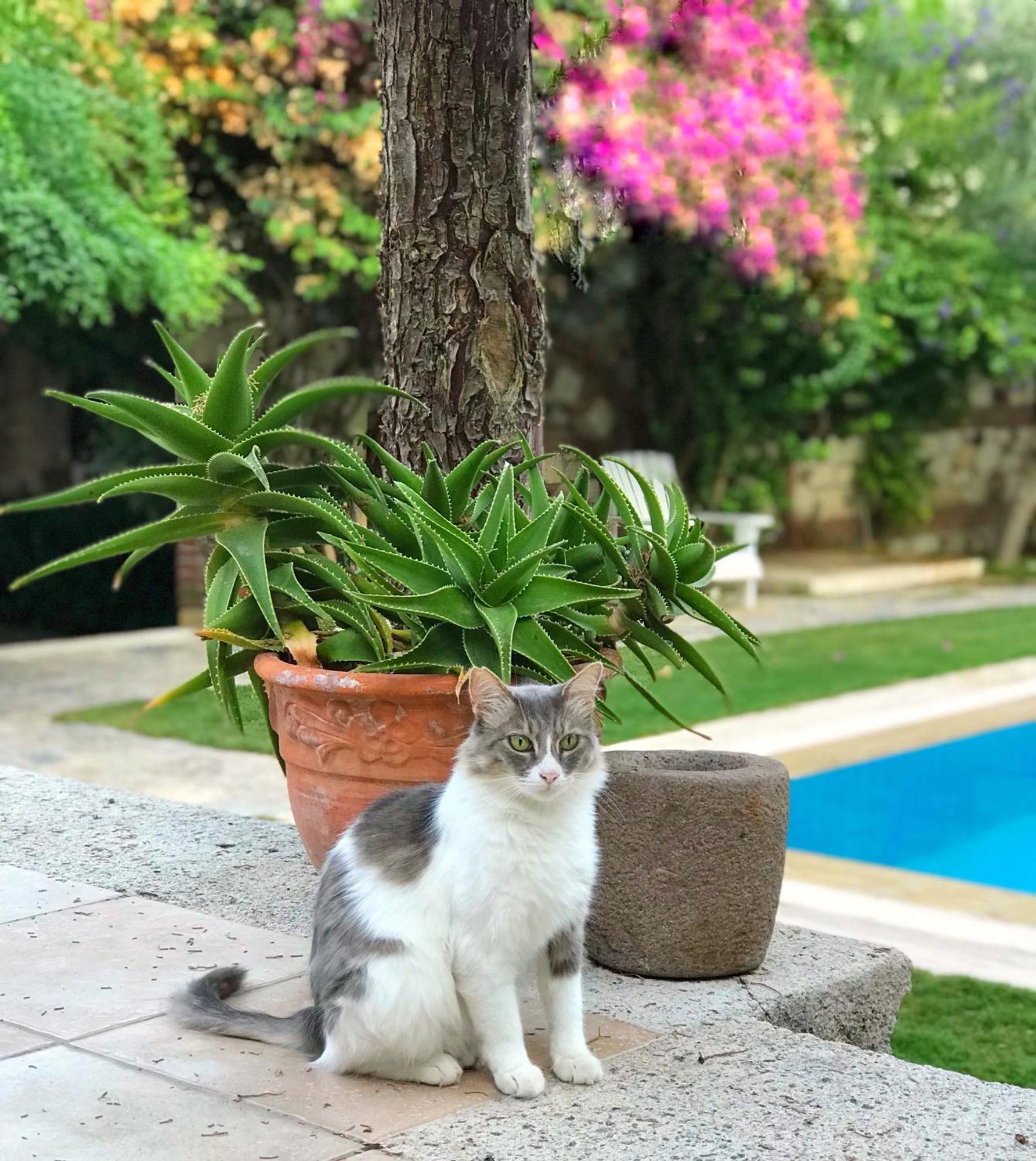 Alacati Zeytin Konak Hotel Exterior foto